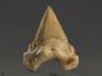 Зуб акулы Palaeocarcharodon orientalis, 3,8х3,4 см, 8-22/8, фото 1