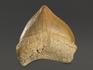 Зуб акулы Squalicorax pristodontus, 1,5-3 см, 8-18/1, фото 2