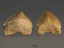Зуб акулы Squalicorax pristodontus, 1,5-3 см, 8-18/1, фото 3