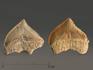 Зуб акулы Squalicorax pristodontus, 1,5-3 см, 8-18/1, фото 4