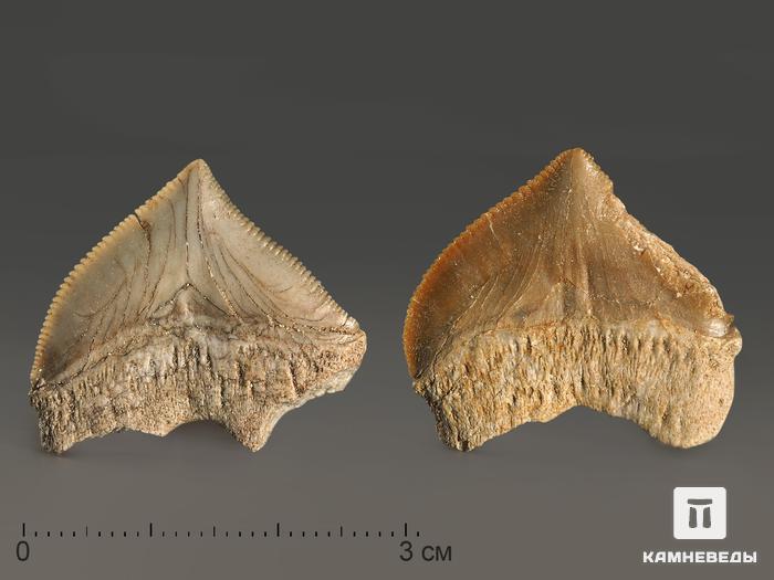Зуб акулы Squalicorax pristodontus, 1,5-3 см, 8-18/1, фото 4