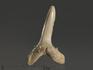 Зуб акулы Striatolamia macrota, 2,5-3,5 см, 10004, фото 1