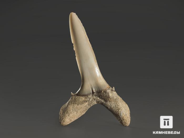 Зуб акулы Striatolamia macrota, 2,5-3,5 см, 10004, фото 2