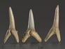 Зуб акулы Striatolamia macrota, 2,5-3,5 см, 10004, фото 3