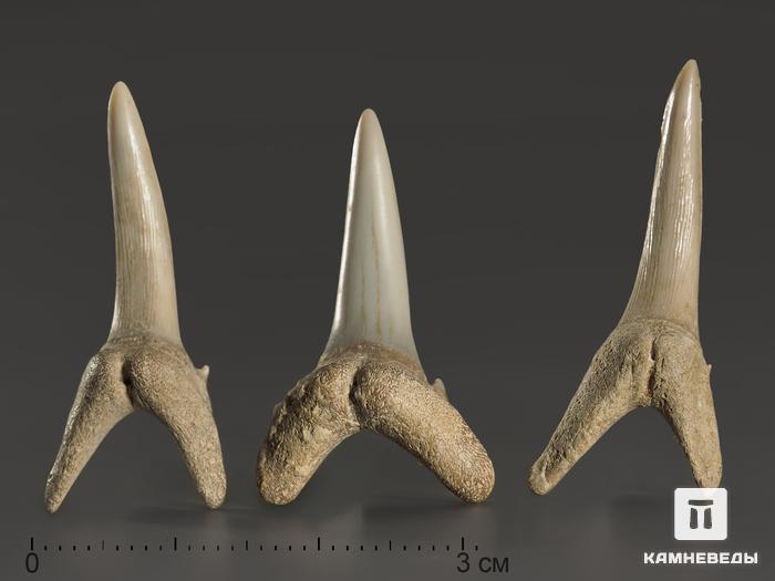 Зуб акулы Striatolamia macrota, 2,5-3,5 см, 10004, фото 3