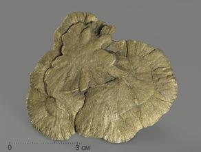Пиритовое солнце (пиритовый доллар), 7,3х6х0,7 см