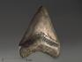 Зуб акулы Carcharocles megalodon, 8,8х6,7х1,6 см, 10194, фото 1