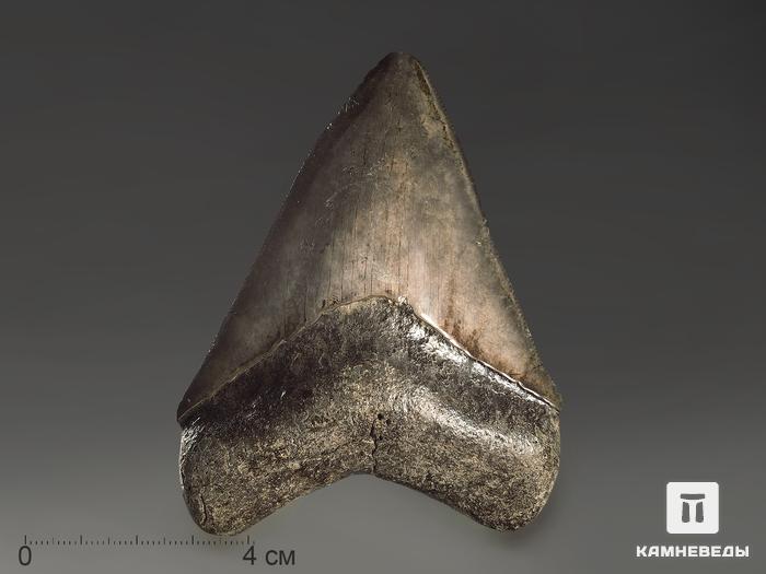 Зуб акулы Carcharocles megalodon, 8,8х6,7х1,6 см, 10194, фото 1