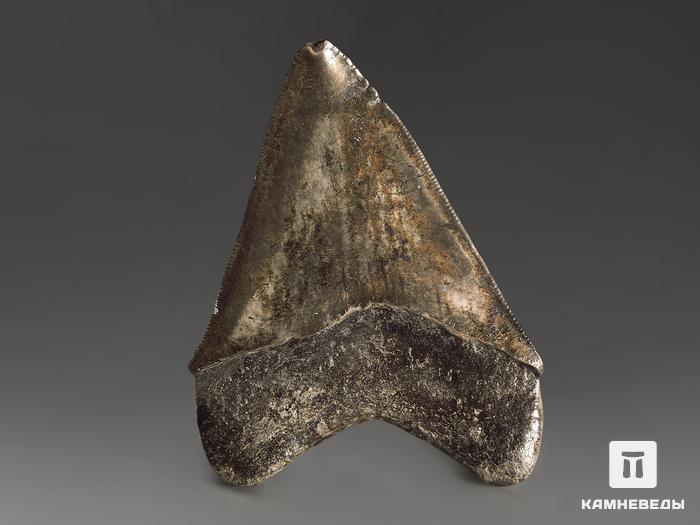 Зуб акулы Carcharocles megalodon, 8,8х6,7х1,6 см, 10194, фото 2