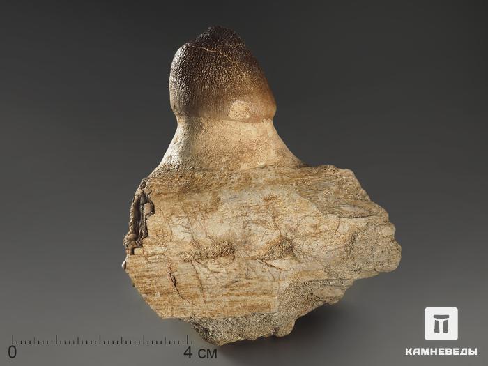 Зуб мозазавра окаменелый (Globidens aegyptiacus), 7,3х6,4х4,3 см, 10233, фото 1