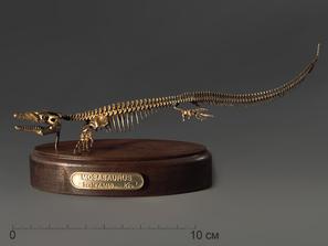 Модель скелета мозазавра MOSASAURUS