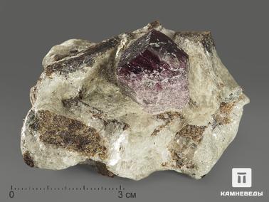 Гранат, Альмандин, Ставролит. Гранат (альмандин), кристаллы со ставролитом в сланце, 7,4х6,2х4 см