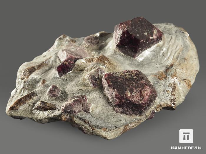 Гранат (альмандин), кристаллы со ставролитом в сланце, 9,8х8,2х3,2 см, 10199, фото 2