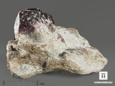 Гранат, Альмандин, Ставролит. Гранат (альмандин), кристаллы со ставролитом в сланце, 6,6х4,9х2,9 см