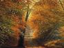 Картина с янтарём «Лес», 10549, фото 2