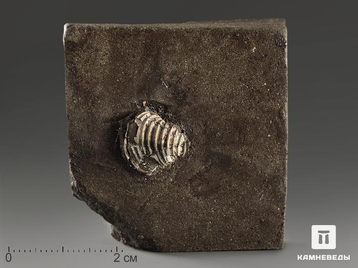 Двустворчатый моллюск Trautscholdia, 4,3х4,1х1,2 см, 10764, фото 1