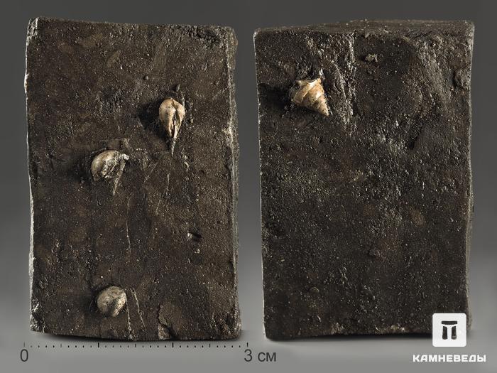 Двустворки Nuculana sp. с гастроподой Pictavia sp., 4,6х3,1х1,5 см, 10771, фото 1