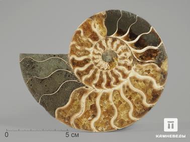 Аммонит. Аммонит Cleoniceras sp., полированный срез 12,2х9,5х1,6 см