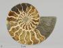 Аммонит Cleoniceras sp., полированный срез 12,2х9,5х1,6 см, 8-12/4, фото 3