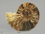 Аммонит Cleoniceras sp., полированный срез 11,1х8,5х1,2 см, 8-14/9, фото 1