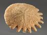 Морской ёж Heliophora orbiculus, 3,7х3,6 см, 8-23/6, фото 6