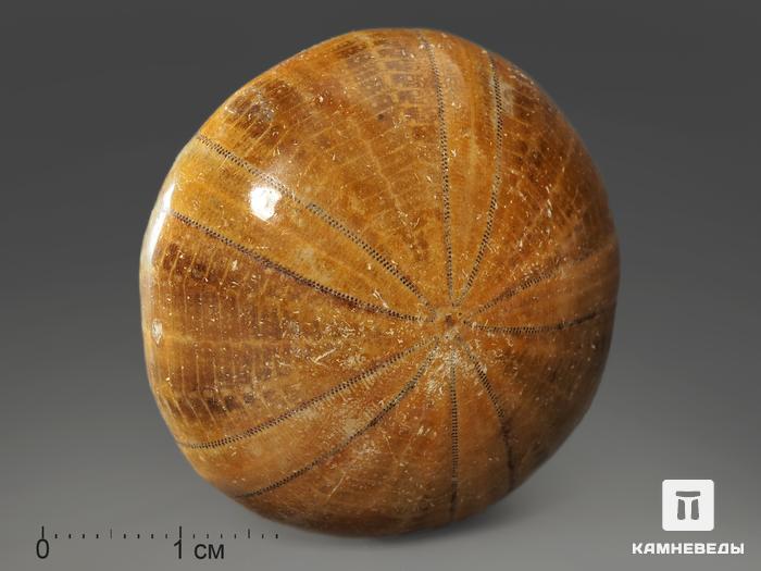 Морской ёж Pygurus sp., 3,7х3,6х1,6 см, 8-23/13, фото 5