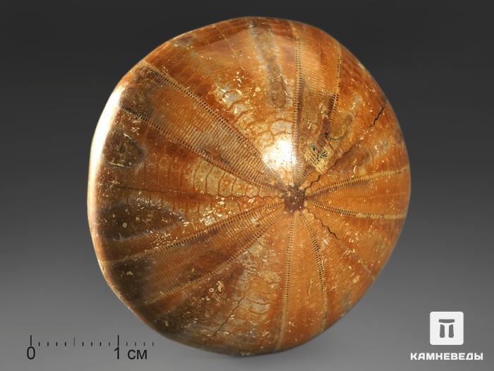 Морской ёж Pygurus sp., 3,9х3,8х1,7 см, 8-23/12, фото 1