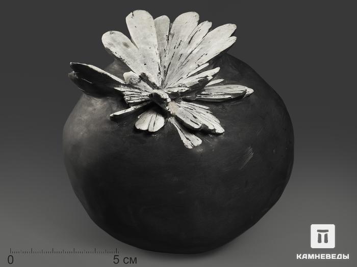 Целестин на аргиллите «хризантемовый камень», 13,2х13х12,5 см, 11057, фото 1