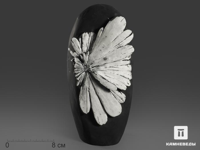 Целестин на аргиллите «хризантемовый камень», 22,3х11,3х9,4 см, 11062, фото 1
