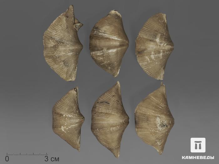 Брахиопода Cyrtospirifer rudkinensis, 5-7 см, 11137, фото 2