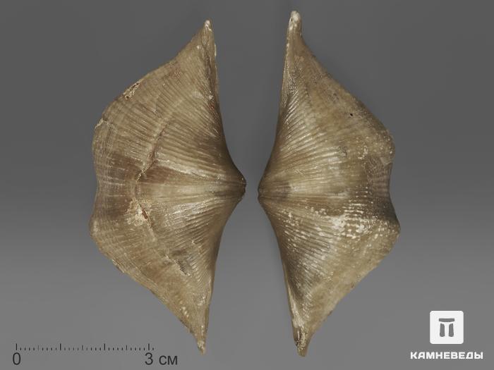 Брахиопода Cyrtospirifer rudkinensis, 8х3,5х2,5 см, 11149, фото 2