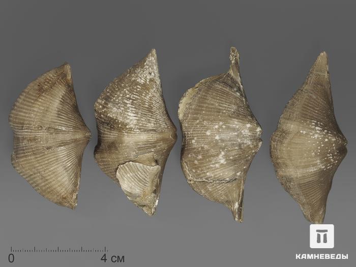 Брахиопода Cyrtospirifer rudkinensis, 6-8 см, 11138, фото 2