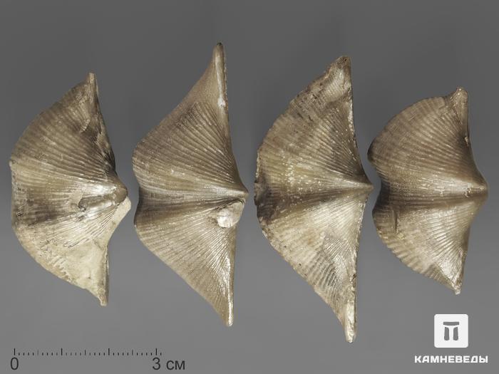Брахиопода Cyrtospirifer rudkinensis, 4-6 см, 8-73/1, фото 2