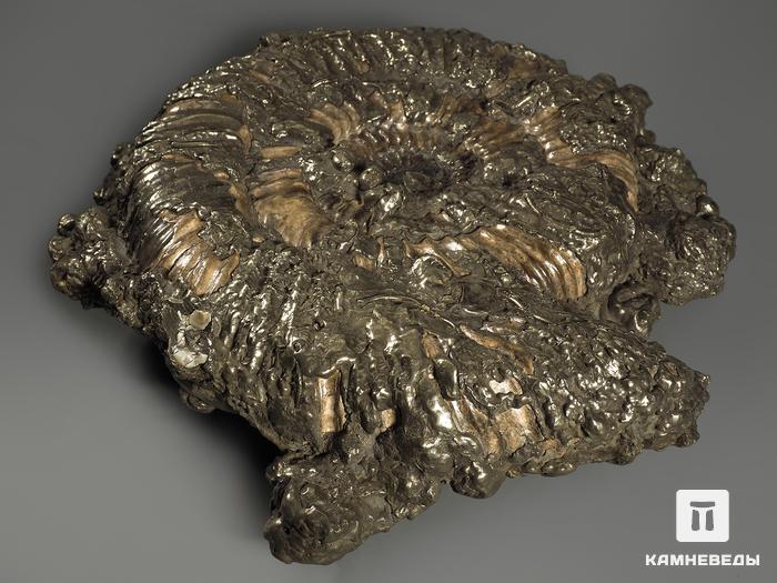 Аммонит пиритизированный на подставке, 31х30х7 см, 11356, фото 3