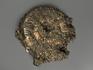 Аммонит пиритизированный на подставке, 31х30х7 см, 11356, фото 4