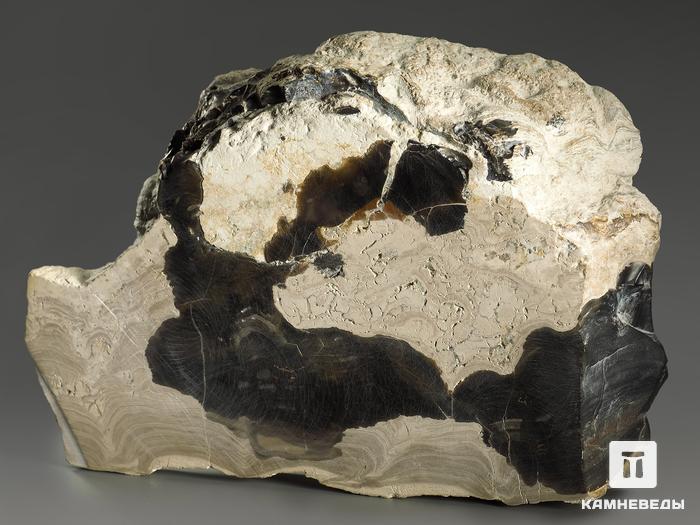 Строматолиты Collumnacollenia sp. из Серпухова, полированный срез 21,3х14,5х4,2 см, 11120, фото 2