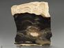 Строматолиты Collumnacollenia sp. из Серпухова, полированный срез 8,5х7,2х0,9 см, 11115, фото 1