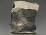 Строматолиты Collumnacollenia sp. из Серпухова, полированный срез 8,5х7,2х0,9 см, 11115, фото 2