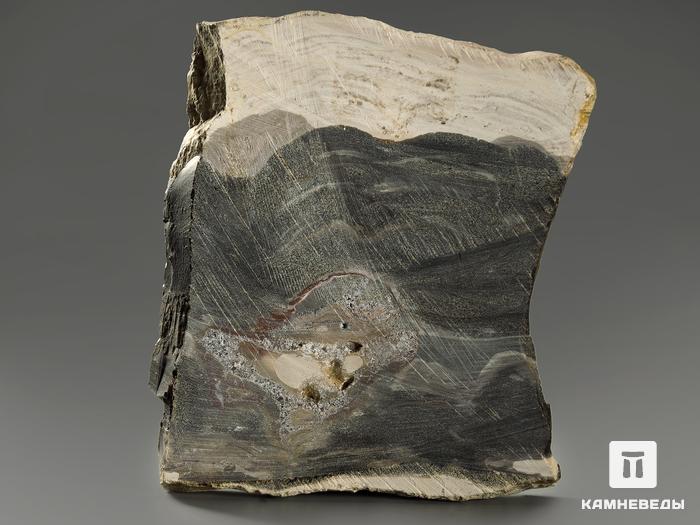 Строматолиты Collumnacollenia sp. из Серпухова, полированный срез 8,5х7,2х0,9 см, 11115, фото 2