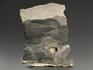 Строматолиты Collumnacollenia sp. из Серпухова, полированный срез 8,4х6,6х0,8 см, 11113, фото 2