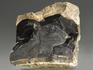 Строматолиты Collumnacollenia sp. из Серпухова, полированный срез 8,6х8,3х1,8 см, 11117, фото 2