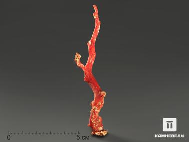 Кораллы. Коралл красный, 9,6х2х1,7 см