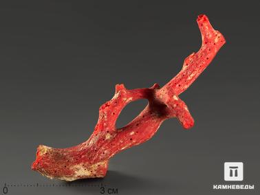 Кораллы. Коралл красный, 8,4х2,6х2,2 см
