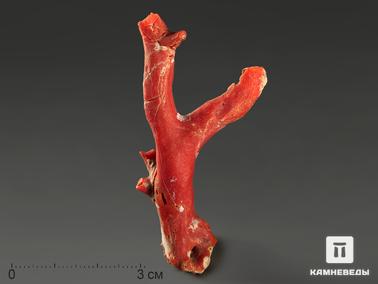 Кораллы. Коралл красный, 5,5х2,6х1,4 см