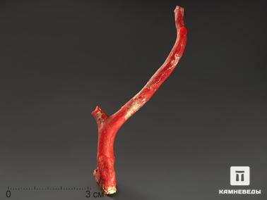 Кораллы. Коралл красный, 7,2х1,4х1,2 см
