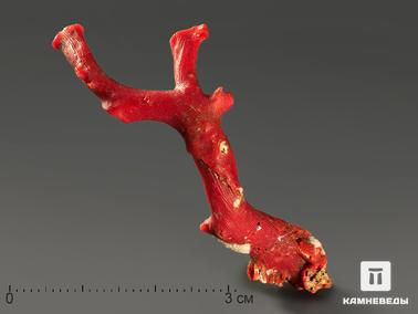 Кораллы. Коралл красный, 6,3х2,2х1,3 см