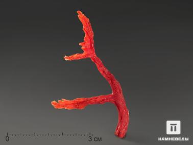 Кораллы. Коралл красный в пластиковом боксе, 4-5 см