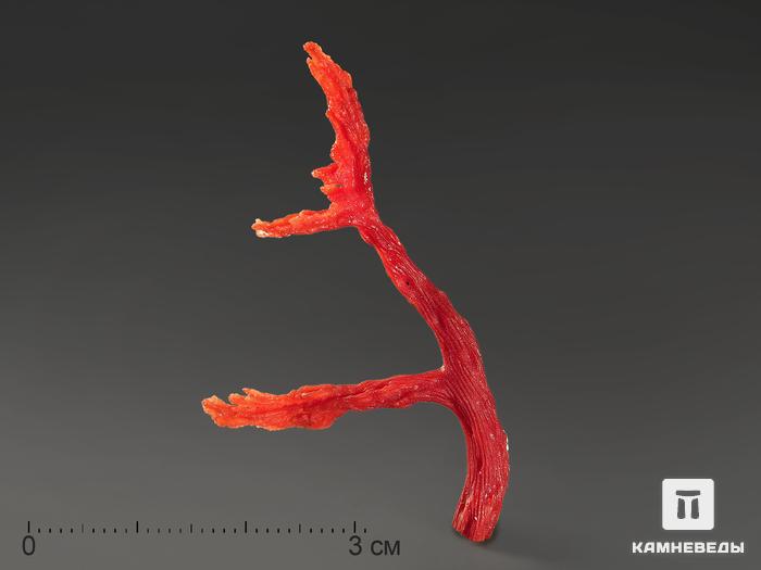 Коралл красный в пластиковом боксе, 4-5 см, 11134, фото 1