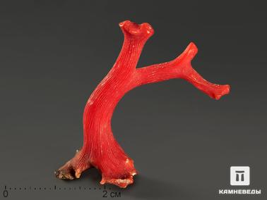Кораллы. Коралл красный в пластиковом боксе, 2,5-4 см