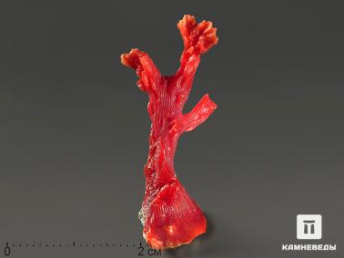 Кораллы. Коралл красный в пластиковом боксе, 2,5-3,5 см